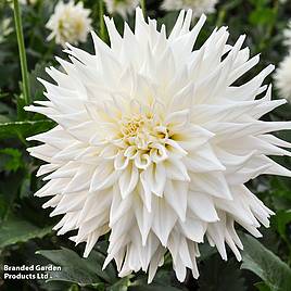 Dahlia Fleurel