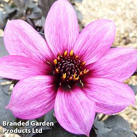 Dahlia Happy Days Purple