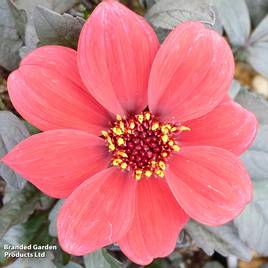 Dahlia Happy Days Red