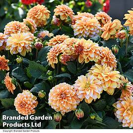 Dahlia Labella Grande Fun Caramel