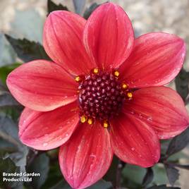 Dahlia Mystic Enchantment