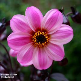 Dahlia Mystic Dreamer