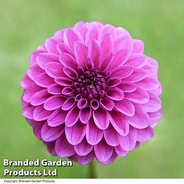 Dahlia Purple Fox