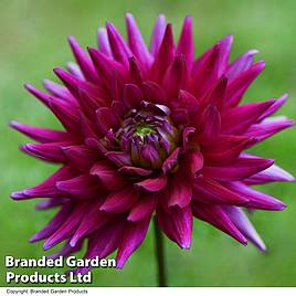 Dahlia Purple Gem