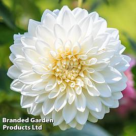 Dahlia Snow Cap