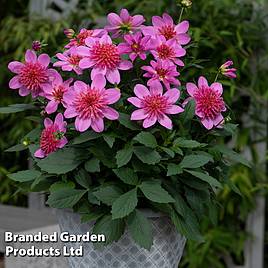 Dahlia Gardenetta Starburst Pink