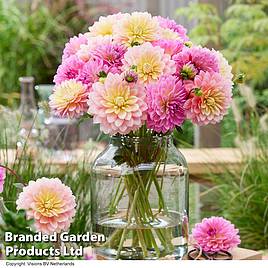 Dahlia Tropical Sheer Heaven