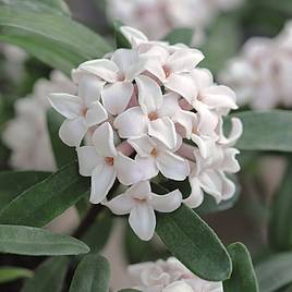 Daphne Eternal Fragrance