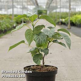 Davidia involucrata Sonoma