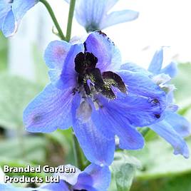 Delphinium Blue Jay