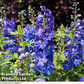 Delphinium Guardian Blue