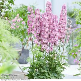 Delphinium elatum Highlander Flamenco