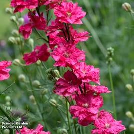 Larkspur King Scarlet - Seeds