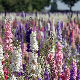 Delphinium Mixed