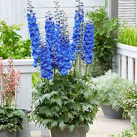 Delphinium elatum Paramo Azul