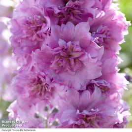 Delphinium Millennium Sweethearts