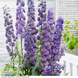 Delphinium elatum Highlander Sweet Sensation