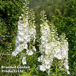 Delphinium White Swan