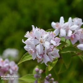Deutzia x hybrida Mont Rose