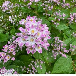 Deutzia Pink Cloud