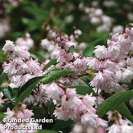 Deutzia crenata Pride of Rochester