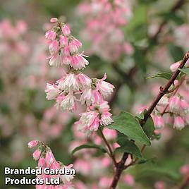 Deutzia scabra