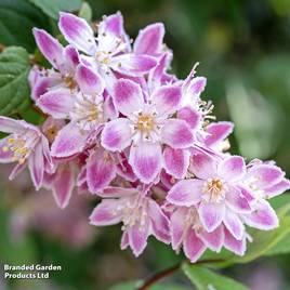 Deutzia x hybrida Strawberry Fields