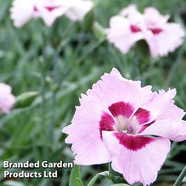 Dianthus Cherry Daiquiri