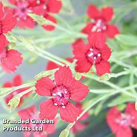 Dianthus Fusilier