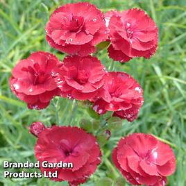 Dianthus Houndspool Cheryl