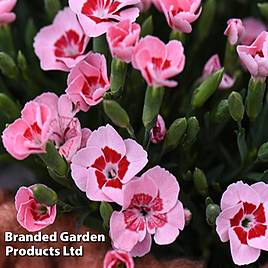 Dianthus Peach Party