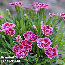 Dianthus Pink Kisses