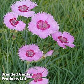 Dianthus Shirley Temple