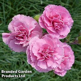 Dianthus Vlada Wyatt