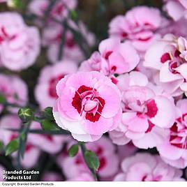 Dianthus Baby Doris