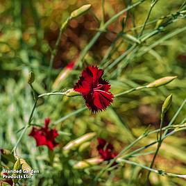 Dianthus deltoides Brilliant