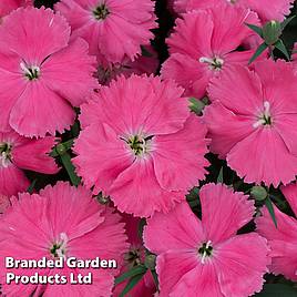 Dianthus Vivid Bright Light