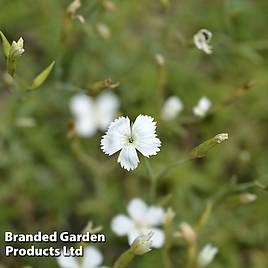 Dianthus deltoides Albus