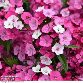 Dianthus Dart Pink Magician