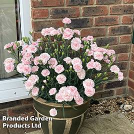 Dianthus Pink Marshmallow