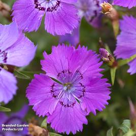 Dianthus Russian Skies