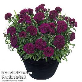 Dianthus Sunflor Beetle