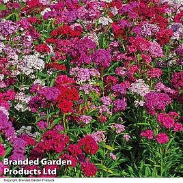 Dianthus barbatus Sweet Mixed