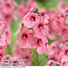 Diascia personata Hopleys