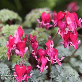 Dicentra Burning Hearts