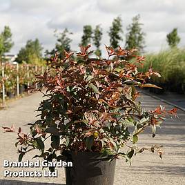 Diervilla splendens Diva