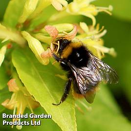 Diervilla rivularis Honeybee