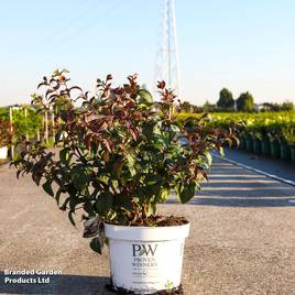 Diervilla rivularis Kodiak Black