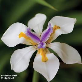 Dietes grandiflora - Seeds