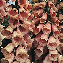 Foxglove Suttons Apricot